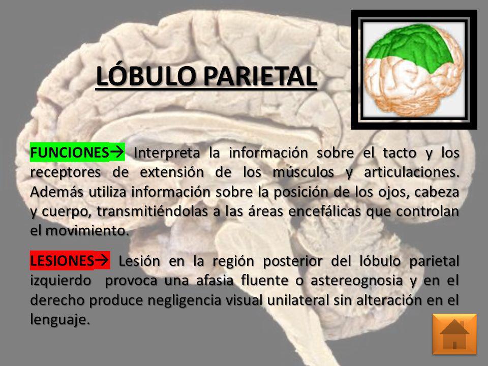 Lesión en la cabeza del lóbulo frontal derecho Lesión en la cabeza del lóbulo frontal derecho